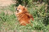 SPITZ ALLEMAND 463